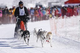 Lenk 2013
